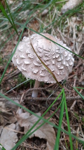 Chlorophyllum olivieri