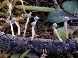 Roesleria subterranea