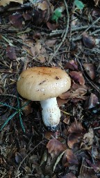 Russula grata