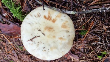 Amanita citrina