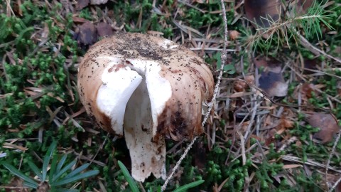 Russula foetens