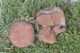 Gyromitra leucoxantha