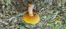 Neoboletus xanthopus