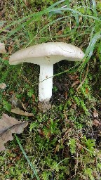 Russula heterophylla