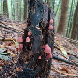 Mycena haematopus