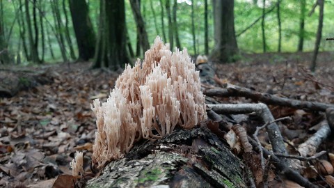 Artomyces pyxidatus