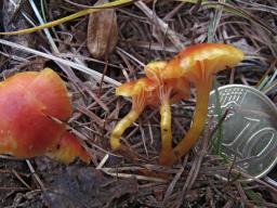 Hygrocybe insipida