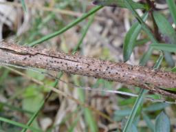 Mollisia escharodes