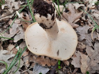 Calocybe gambosa