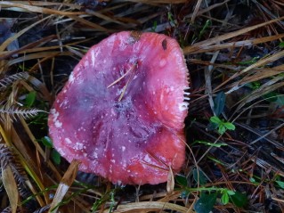 Russula sanguinaria