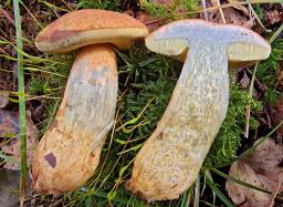 Hortiboletus bubalinus