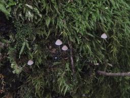 Mycena erubescens