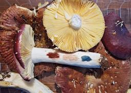 Russula firmula