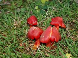 Hygrocybe punicea