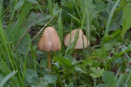 Conocybe rickenii