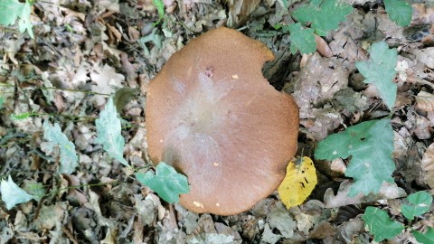 Butyriboletus appendiculatus