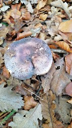 Russula cyanoxantha