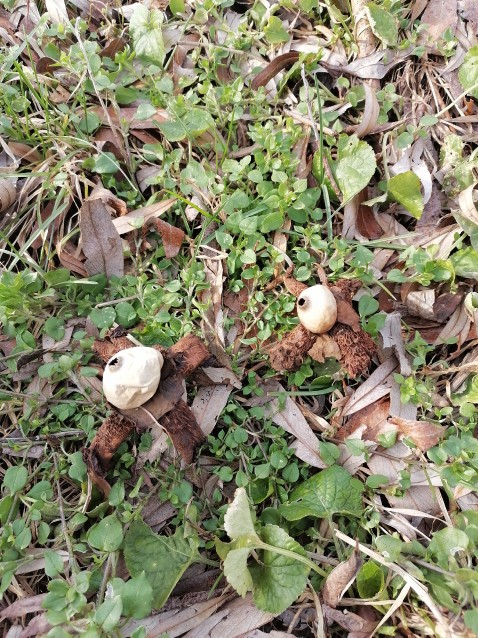 Geastrum quadrifidum