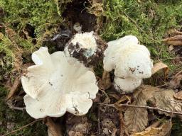 Tricholoma columbetta