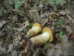 Butyriboletus appendiculatus