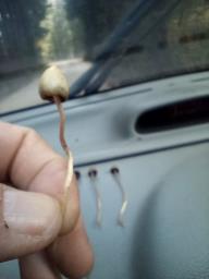 Psilocybe semilanceata