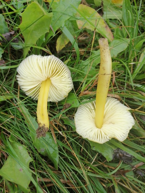 Hygrocybe chlorophana