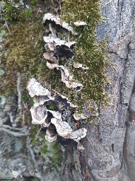 Auricularia mesenterica