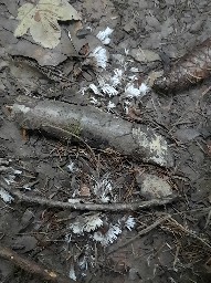 Thelephora penicillata