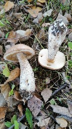 Leccinum scabrum