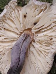 Cystolepiota bucknallii