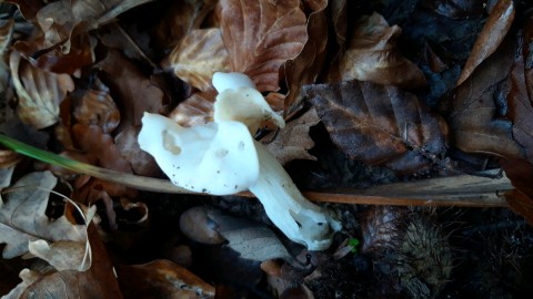 Helvella crispa