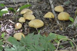 Calocybe gambosa