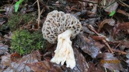 Morchella vulgaris