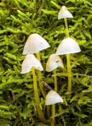 Mycena epipterygia