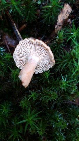 Lactarius fulvissimus