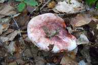 Hygrophorus russula