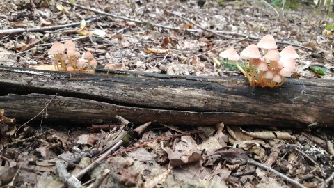 Mycena renati