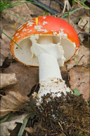 Amanita muscaria