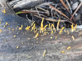 Calocera cornea