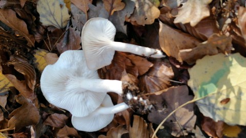 Hygrophorus eburneus