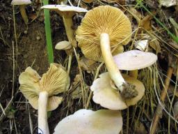 Lactarius glyciosmus