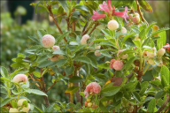 Exobasidium rhododendri