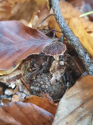 Auriscalpium vulgare