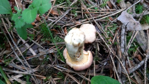 Cantharellus amethysteus