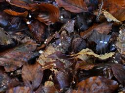 Marasmius bulliardii