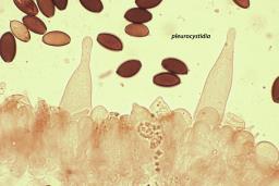 Psathyrella corrugis