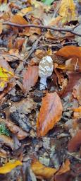 Coprinopsis picacea