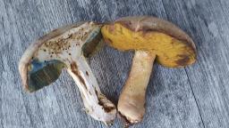 Butyriboletus fechtneri