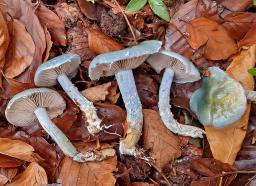 Stropharia caerulea