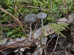 Omphaliaster asterosporus